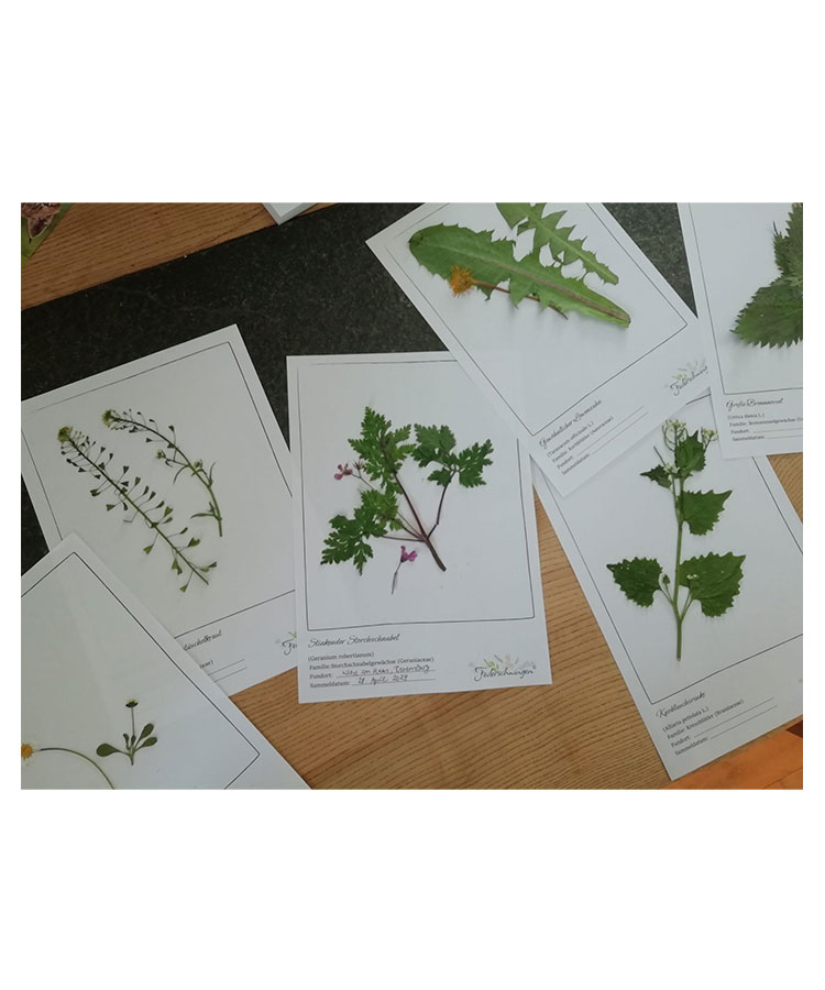 Einlegeblätter Musterblätter für Herbarium