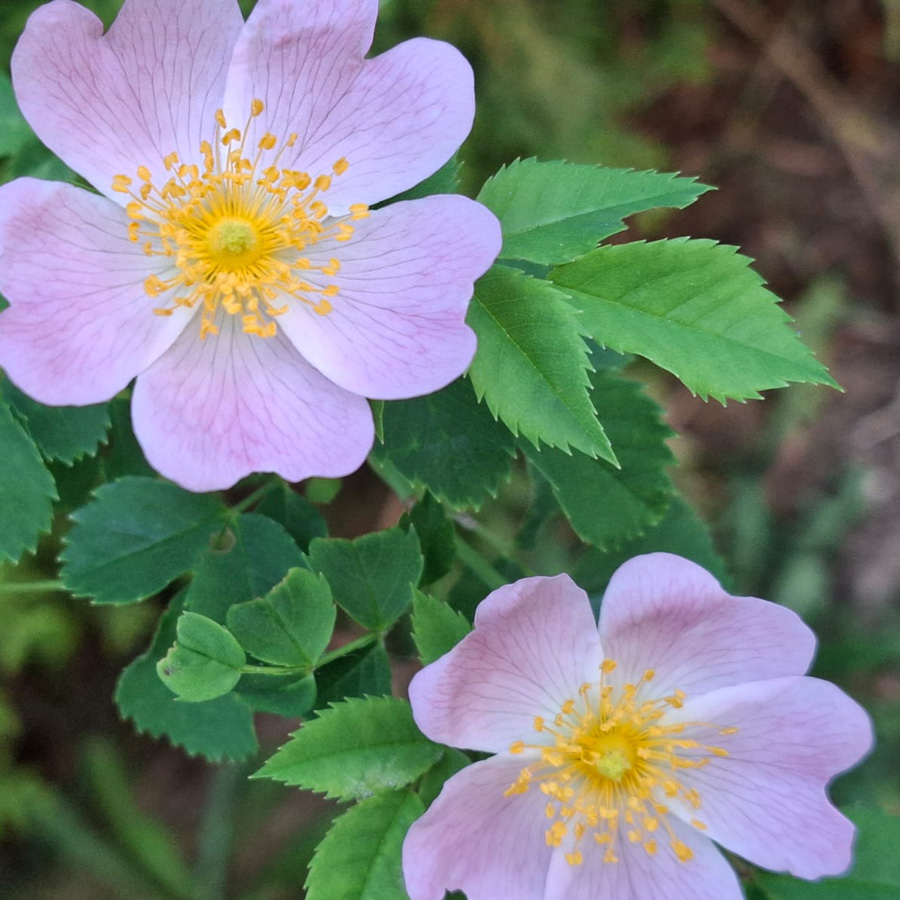 Wildrose
